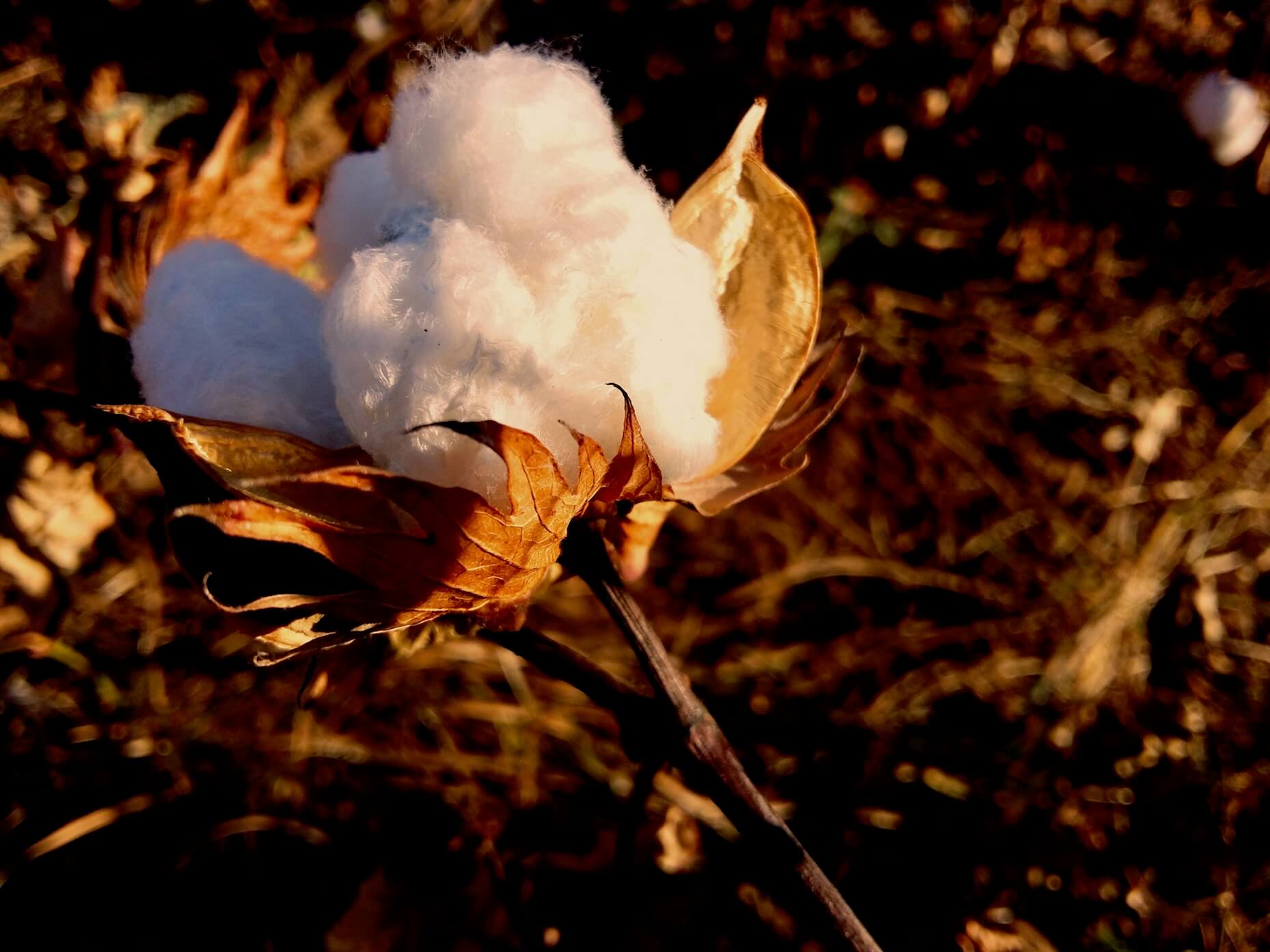 Connaissez-vous vraiment le coton bio? Le B.A.-BA de la culture du coton