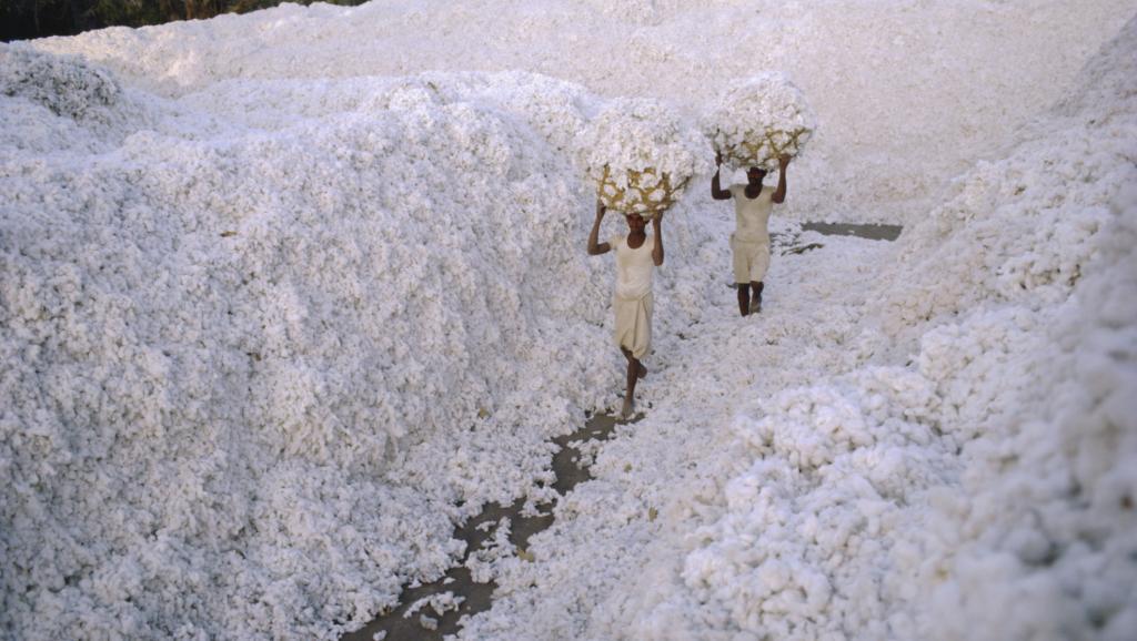 Culture du Coton Bio VS Coton Traditionnel : un moindre mal ?