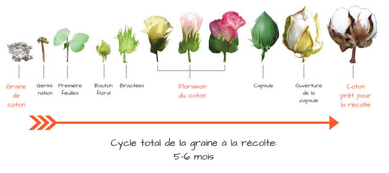 Fleur de coton : comment l'utiliser ? 