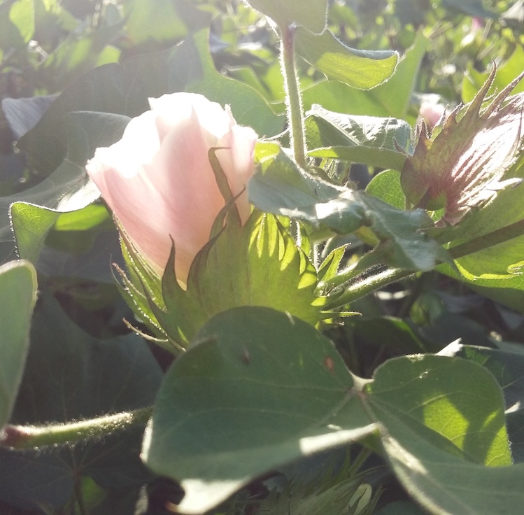 fleur de coton bio pesticides