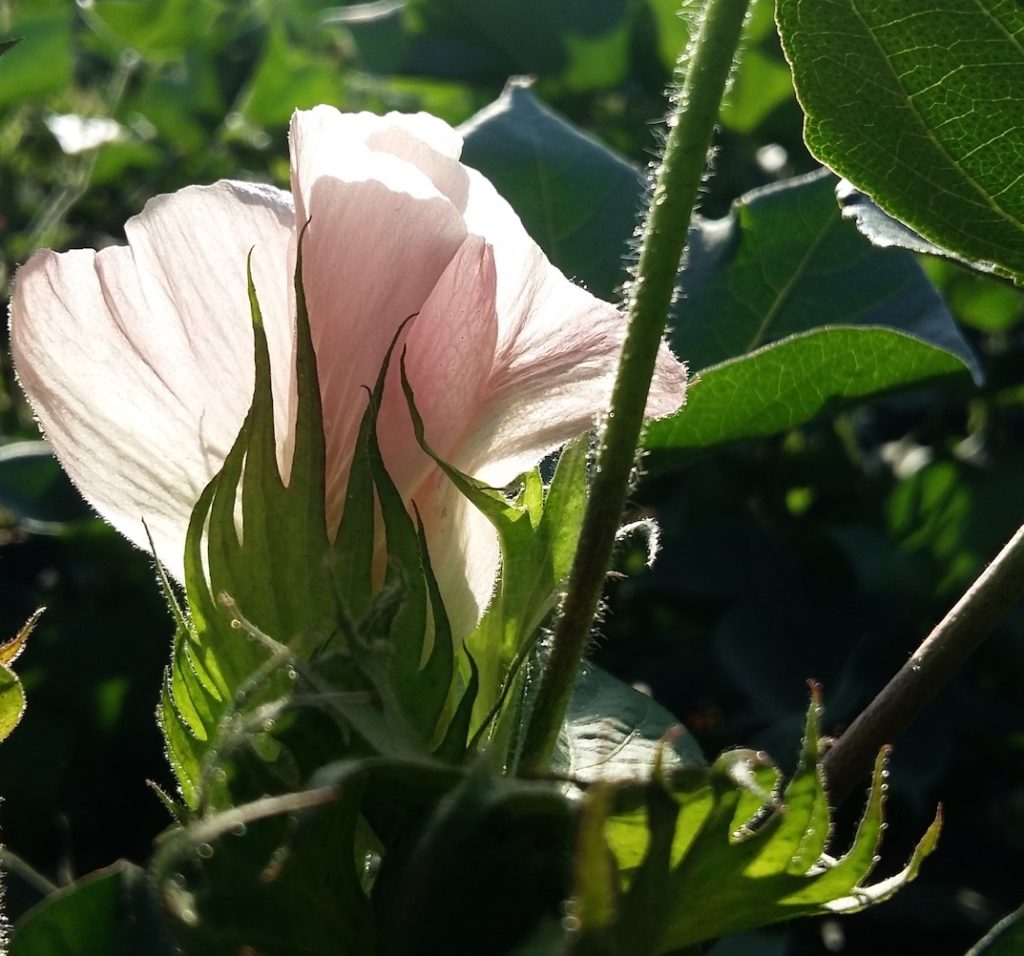 Culture du coton fleur de coton