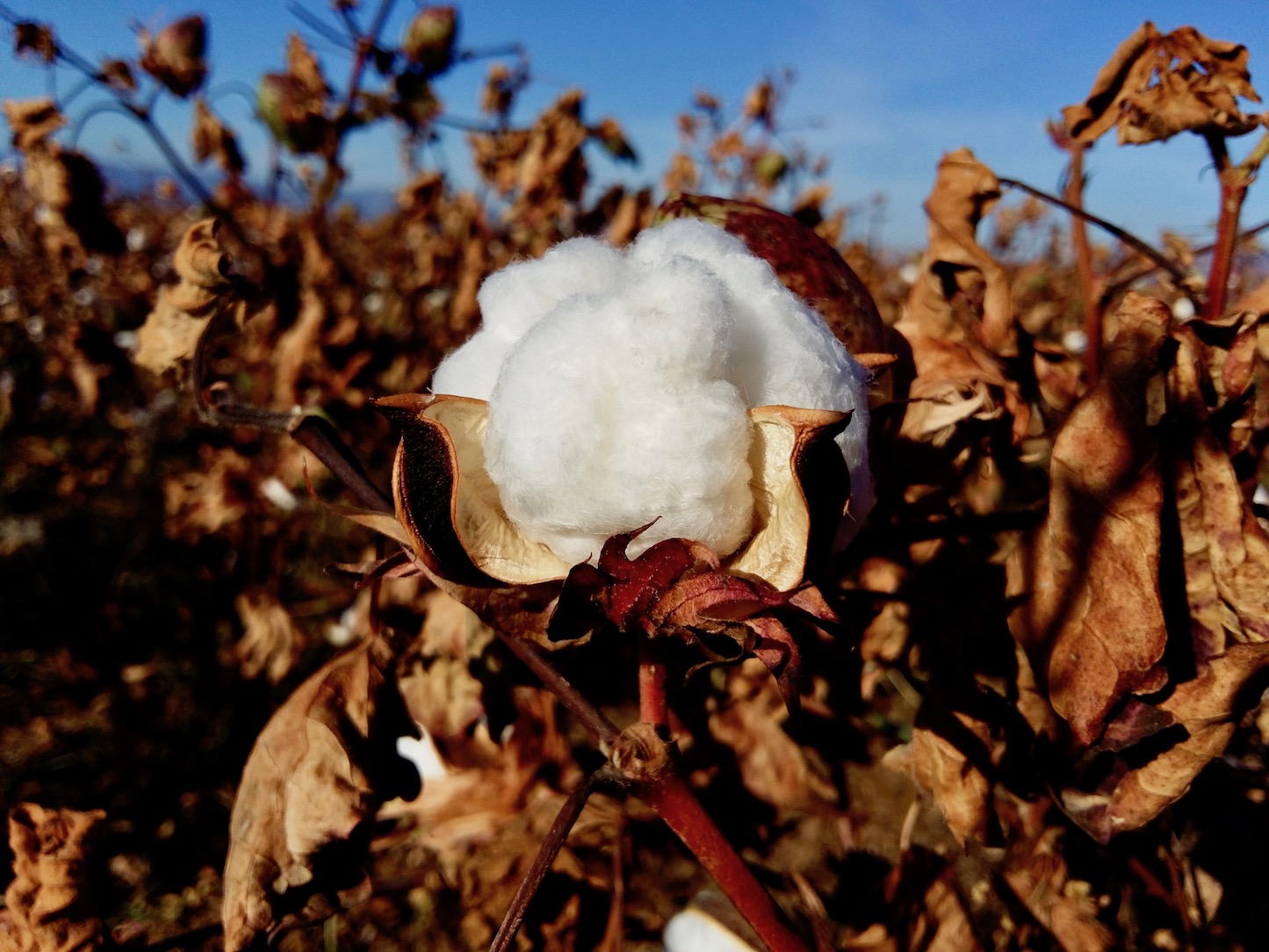 Culture de coton fleur de coton