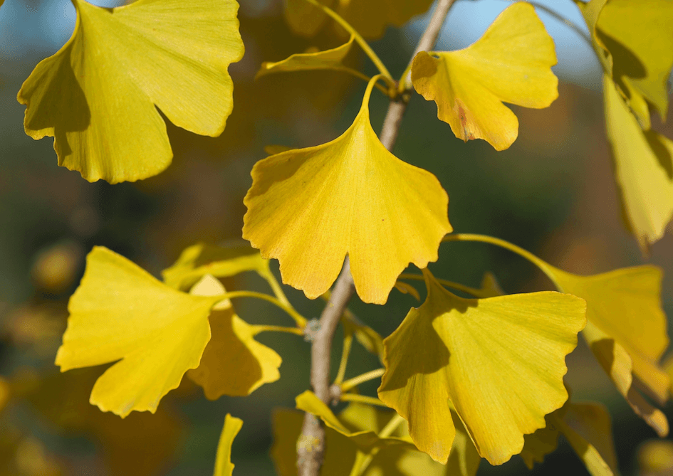 Ginkgo Biloba motif tissu